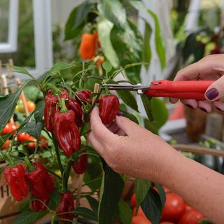 harvesting red pepper from a plant growing in a greenhouse