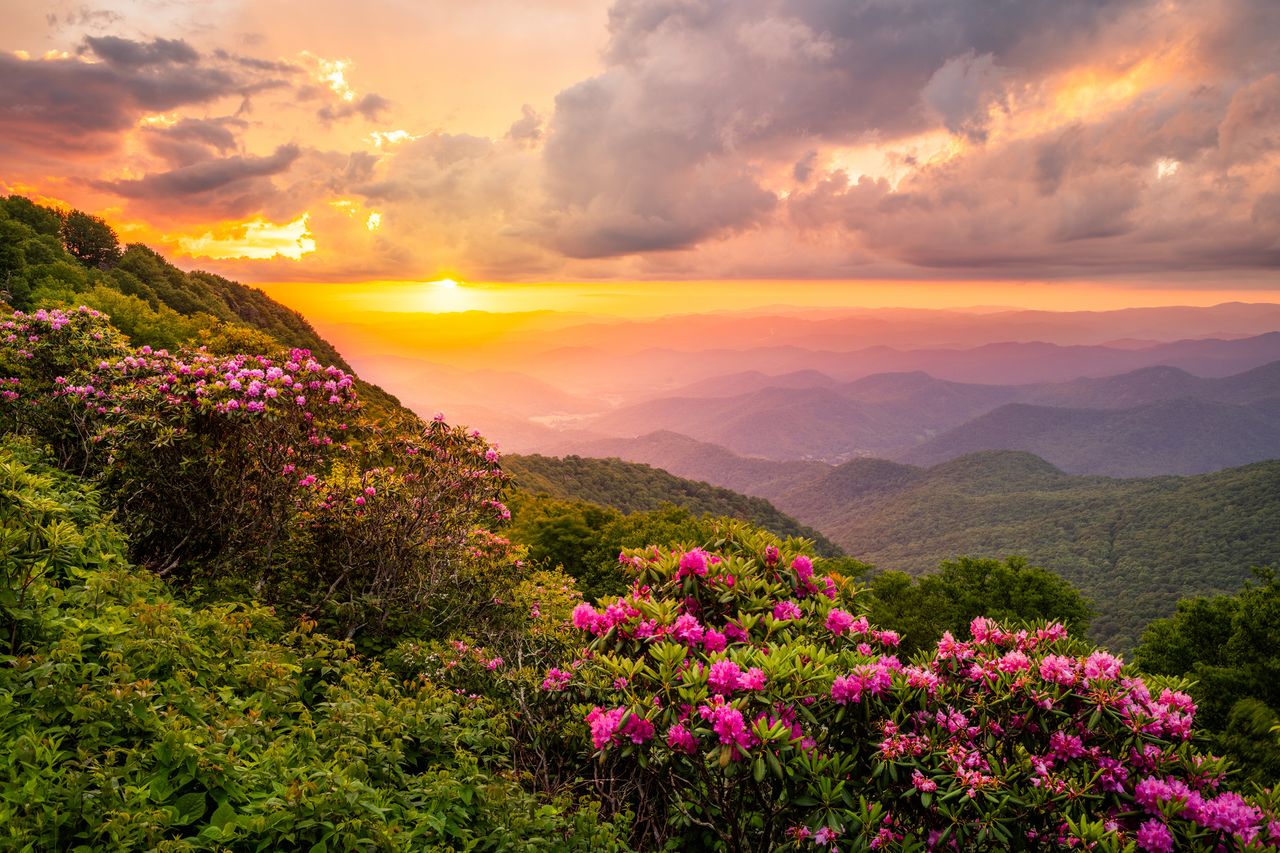 The Great Craggy Mountains along the Blue Ridge Parkway in North Carolina, USA with Catawba Rhododendron during a spring season sunset..