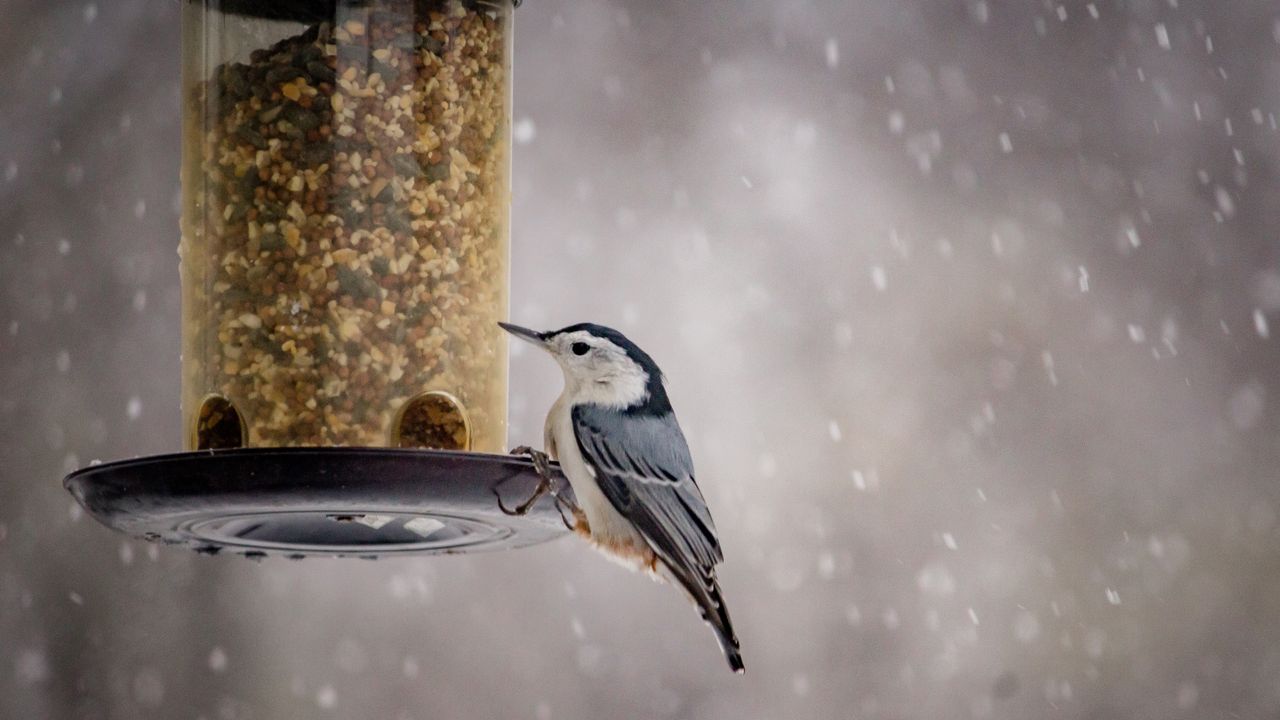 Bird feeder