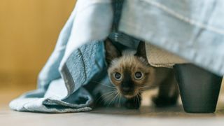 Siamese cat hiding under a bed with blue sheets