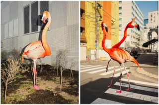Urban scenes with flamingo super-imposed