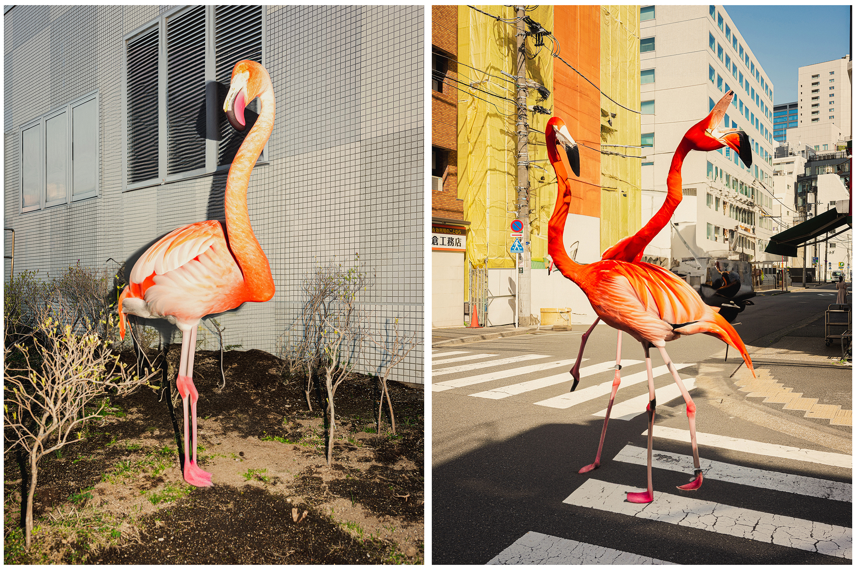 Urban scenes with flamingo super-imposed