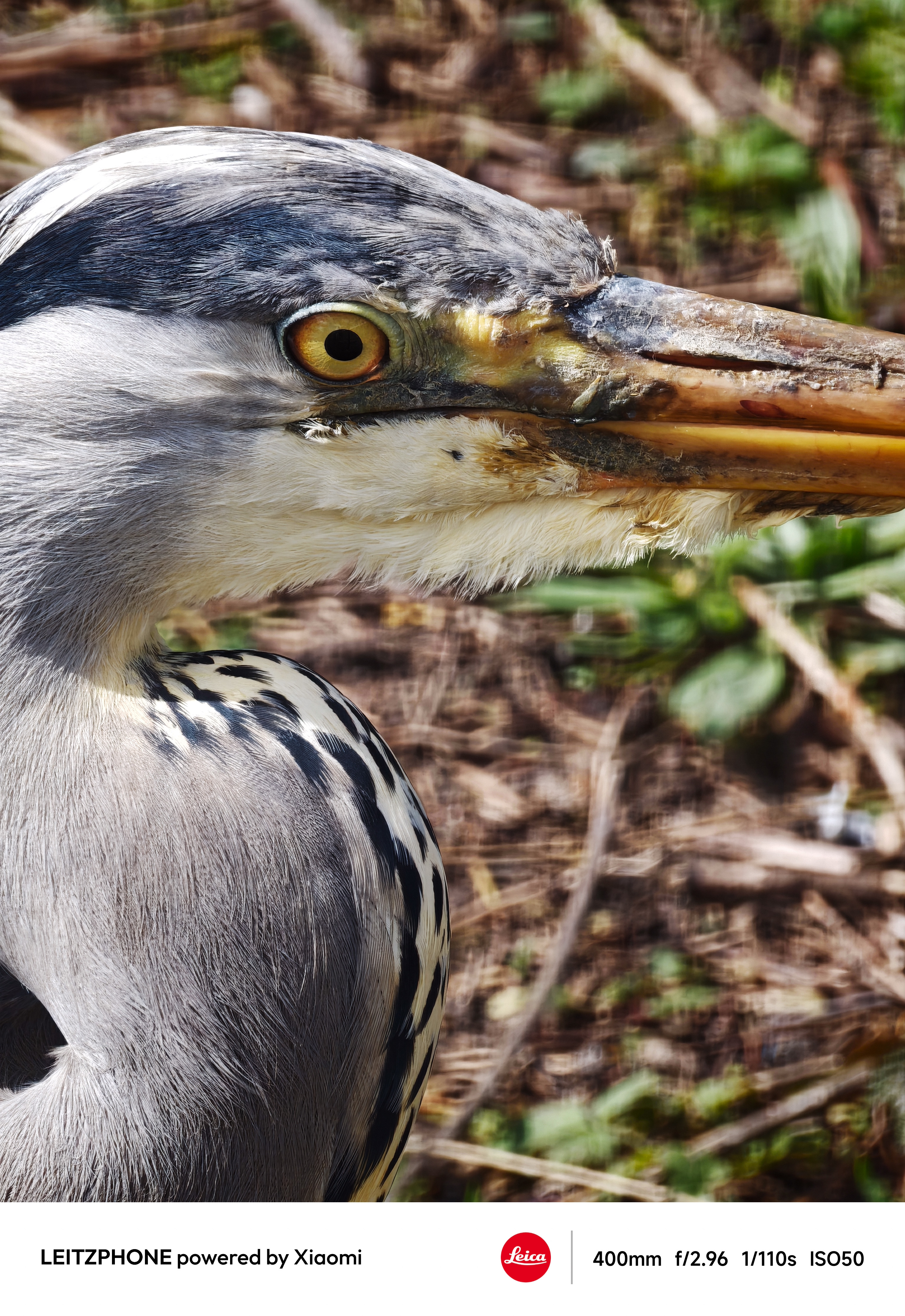Tight close-up of a grey heron&rsquo;s eye and beak
