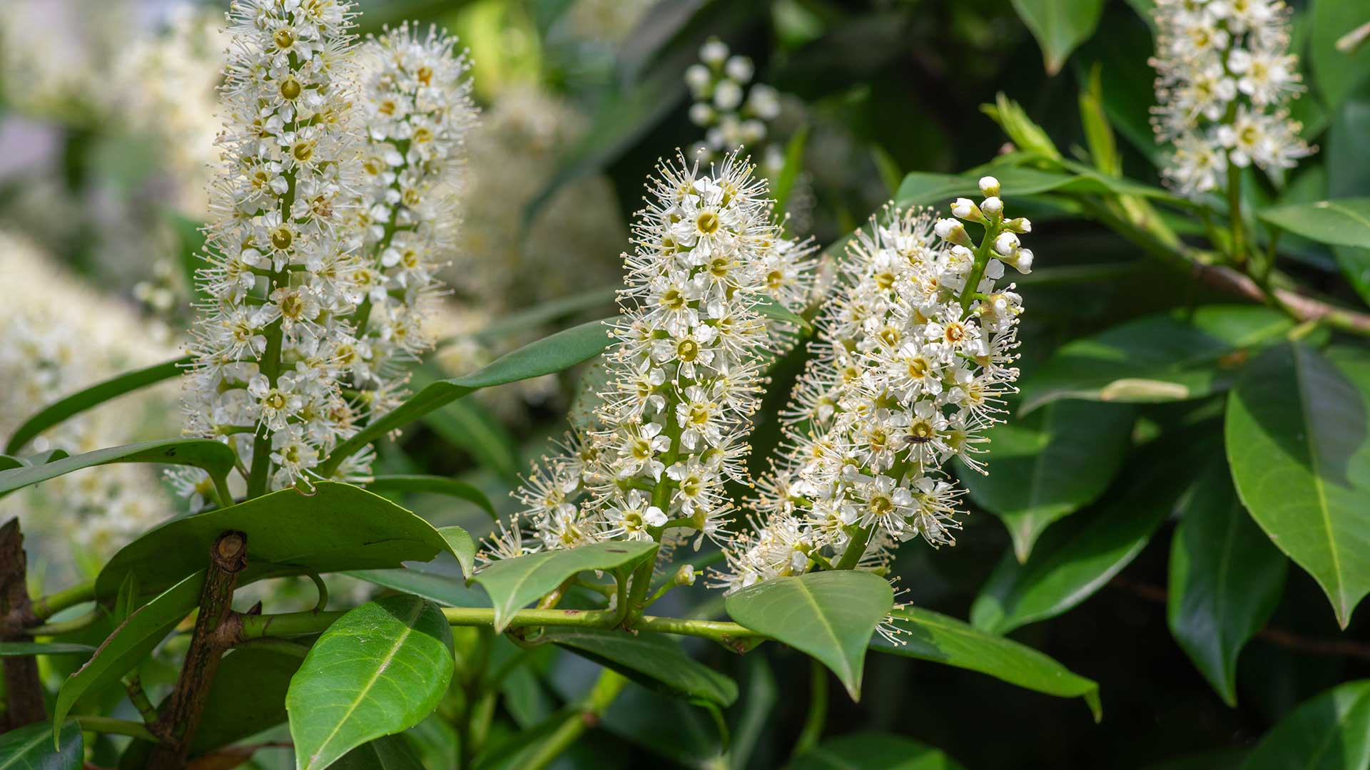 cherry laurel with white flowers