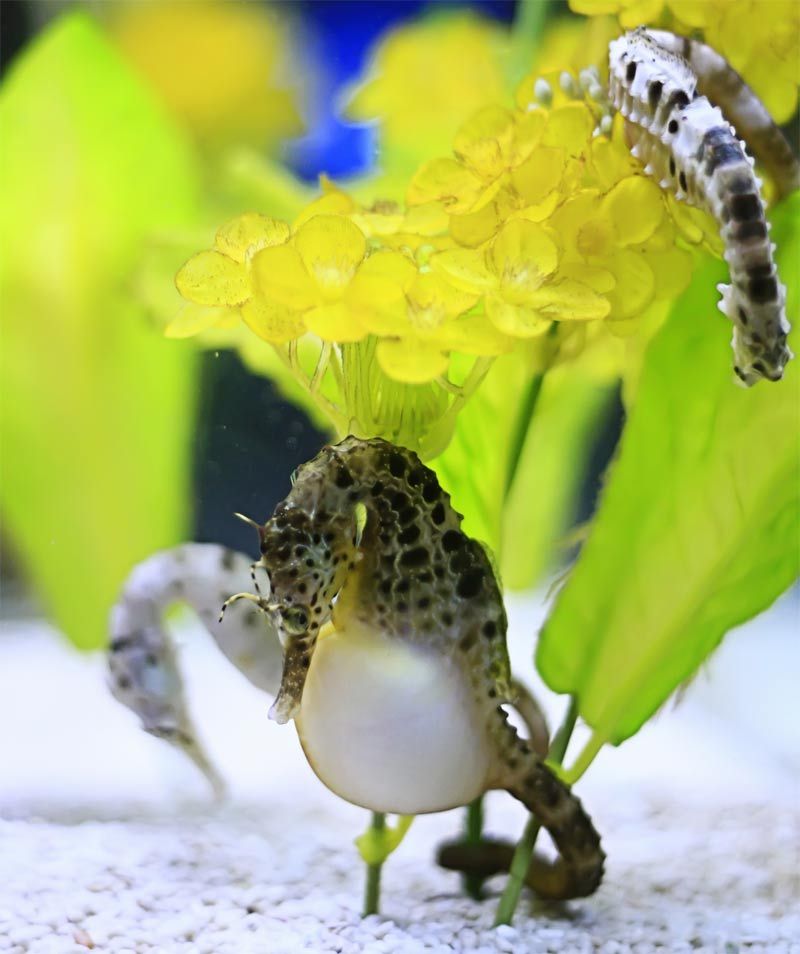 pregnant seahorse