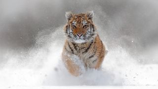 A tiger running through the snow in Russia.