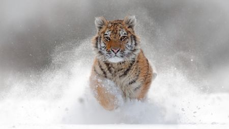 A tiger running through the snow in Russia.