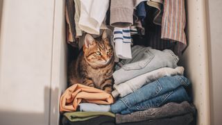 Cat in closet