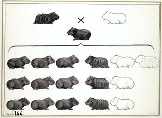 A chart shows the dominant and recessive traits inherited in successive generations of guinea pigs.