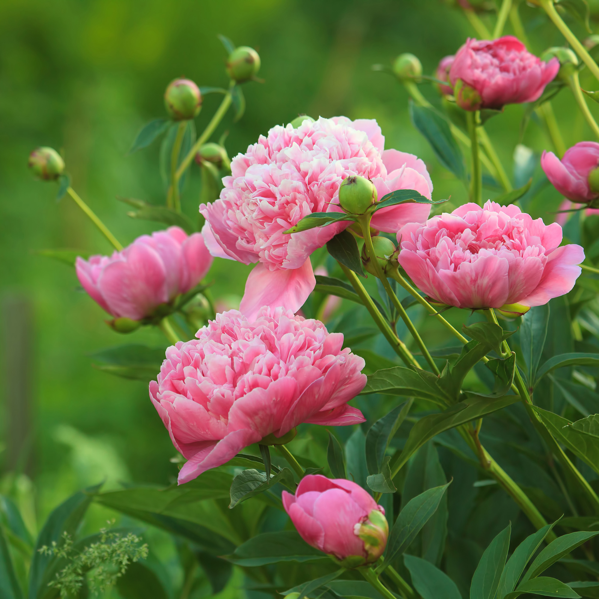 Close-up of European pink peonies (Paeonia officinalis) in open field