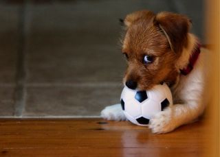 Portrait Of A Dog