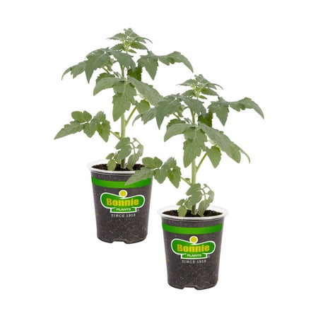 Bonnie Plants Big Boy Tomato 19.3 Oz. 2-Pack