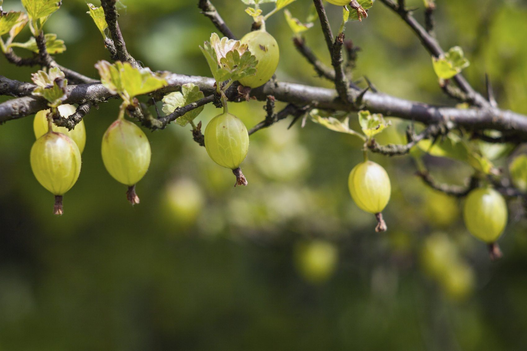 Growing Gooseberry From Cuttings How To Propagate Gooseberry Cuttings Gardening Know How