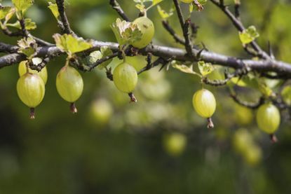 gooseberry branch