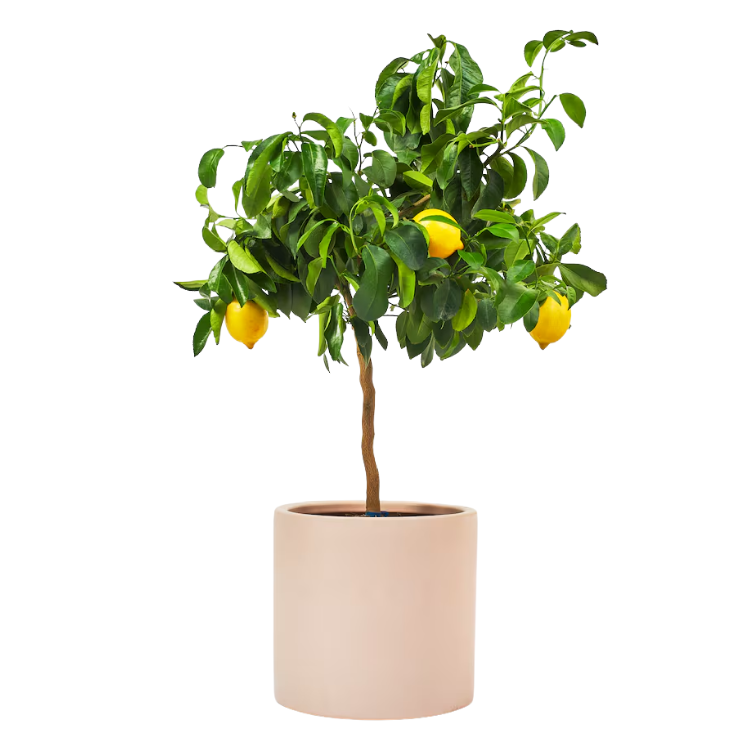 A potted lemon tree by Beards & Daisies from H&M