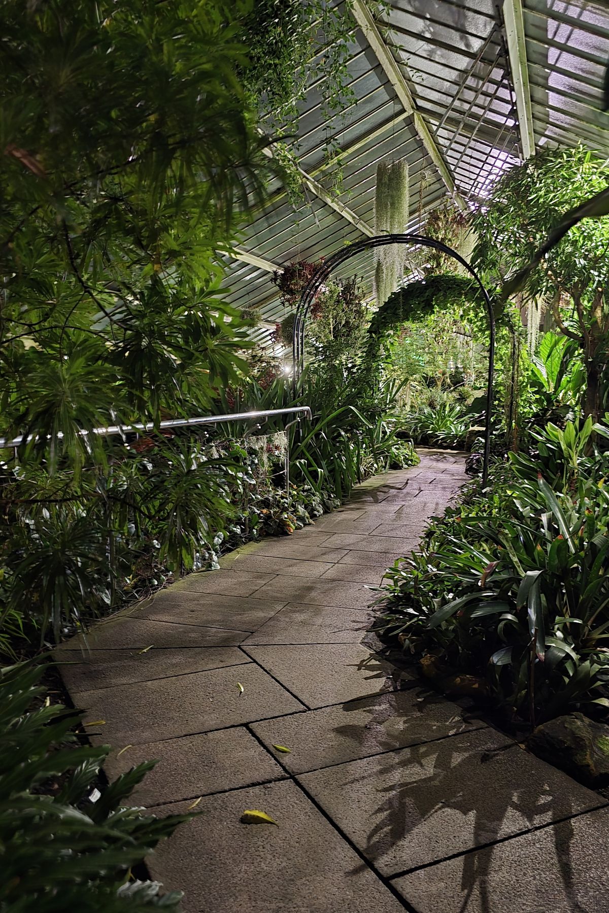 Acer Kew Gardens event