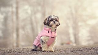 Dog sitting while wearing pink dog coat