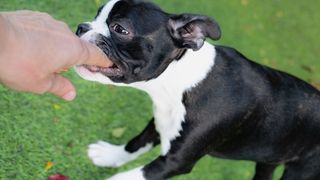 32 common dog behavior problems and solutions