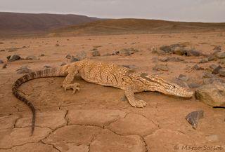 A living monitor lizard (Varanus griseus) from Morocco. Monitor lizards are now found only in Africa, Asia and Australia.