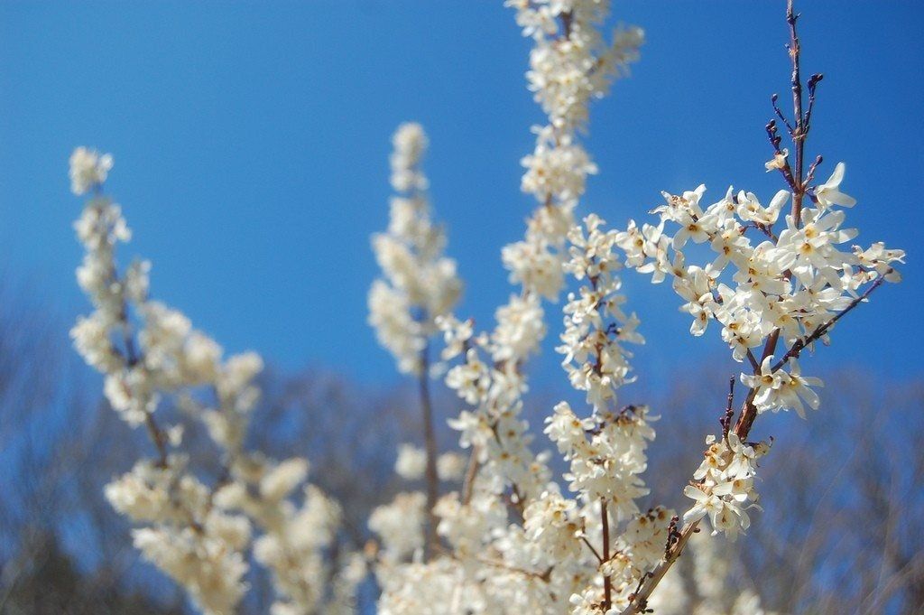 Abeliophyllum Shrubs