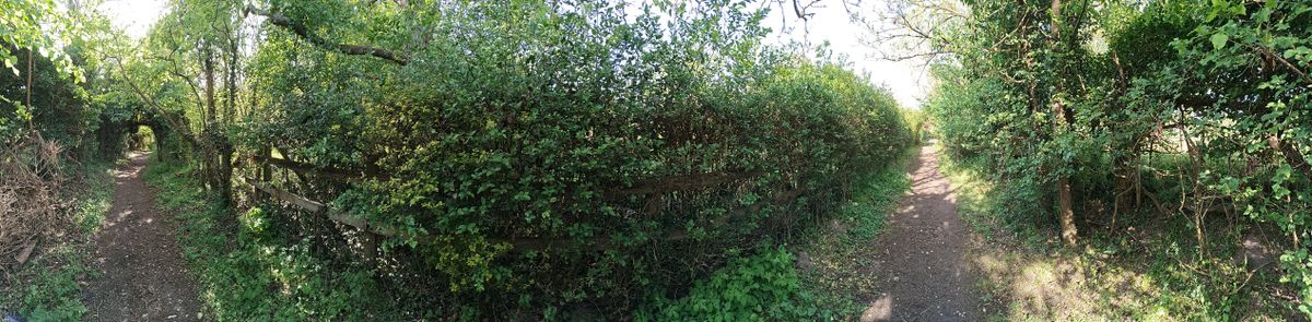 pixel 10 vs nothing phone 4a pro shootout panorama