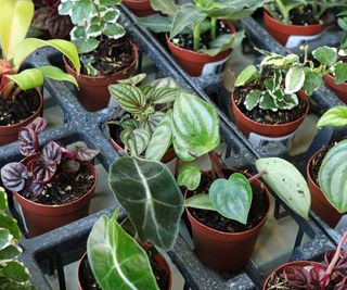 small potted houseplants