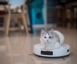 Funny tabby cat playing with a robot vacuum cleaner, with kitchen chairs in blurred background