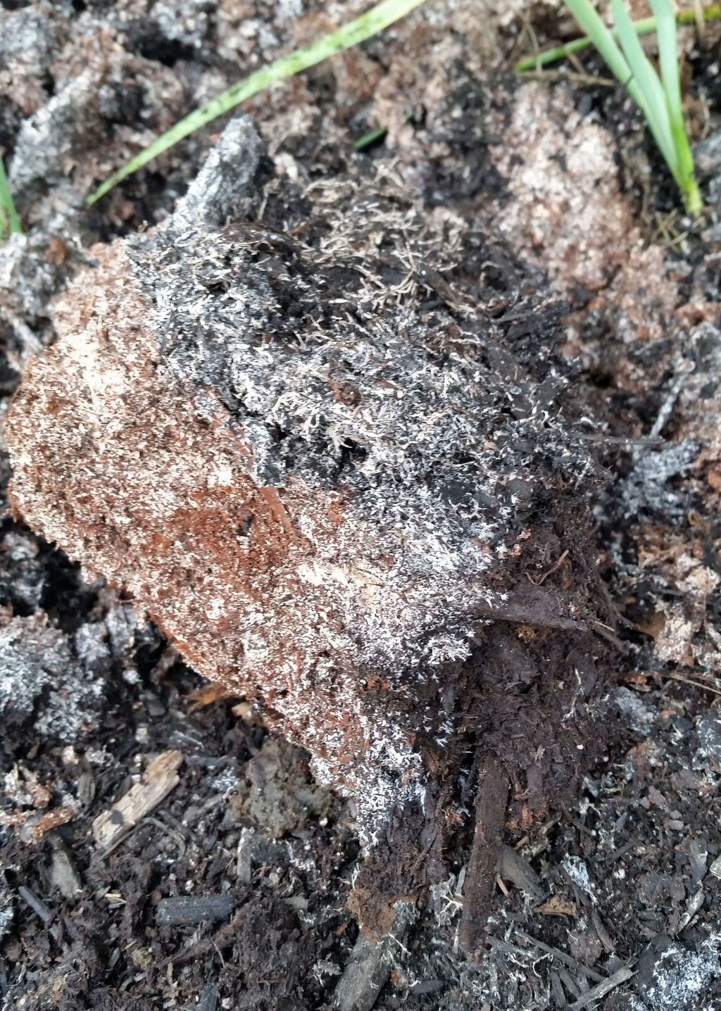 Mulch And Fungus - Learn About Types Of Fungus In Mulch | Gardening ...