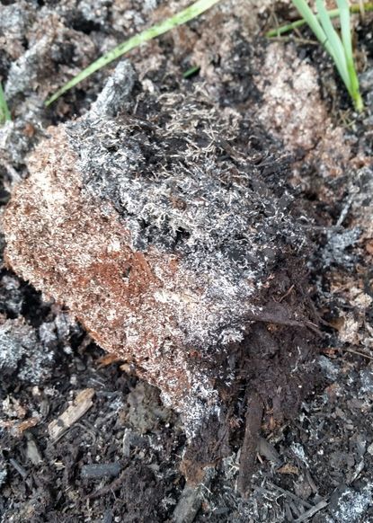 Mulch Covered In Fungus