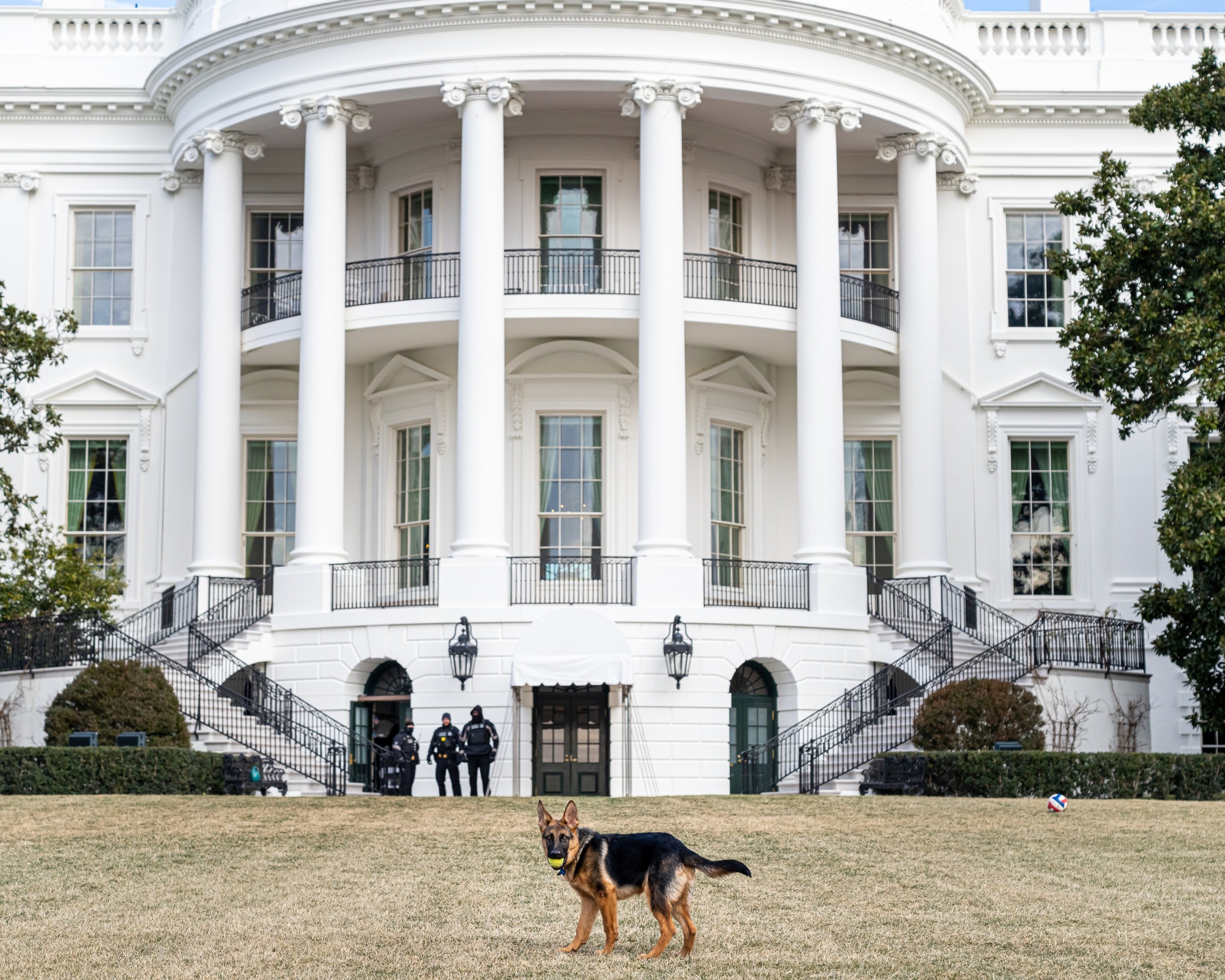 German shepherd on the lawn infront of The White House