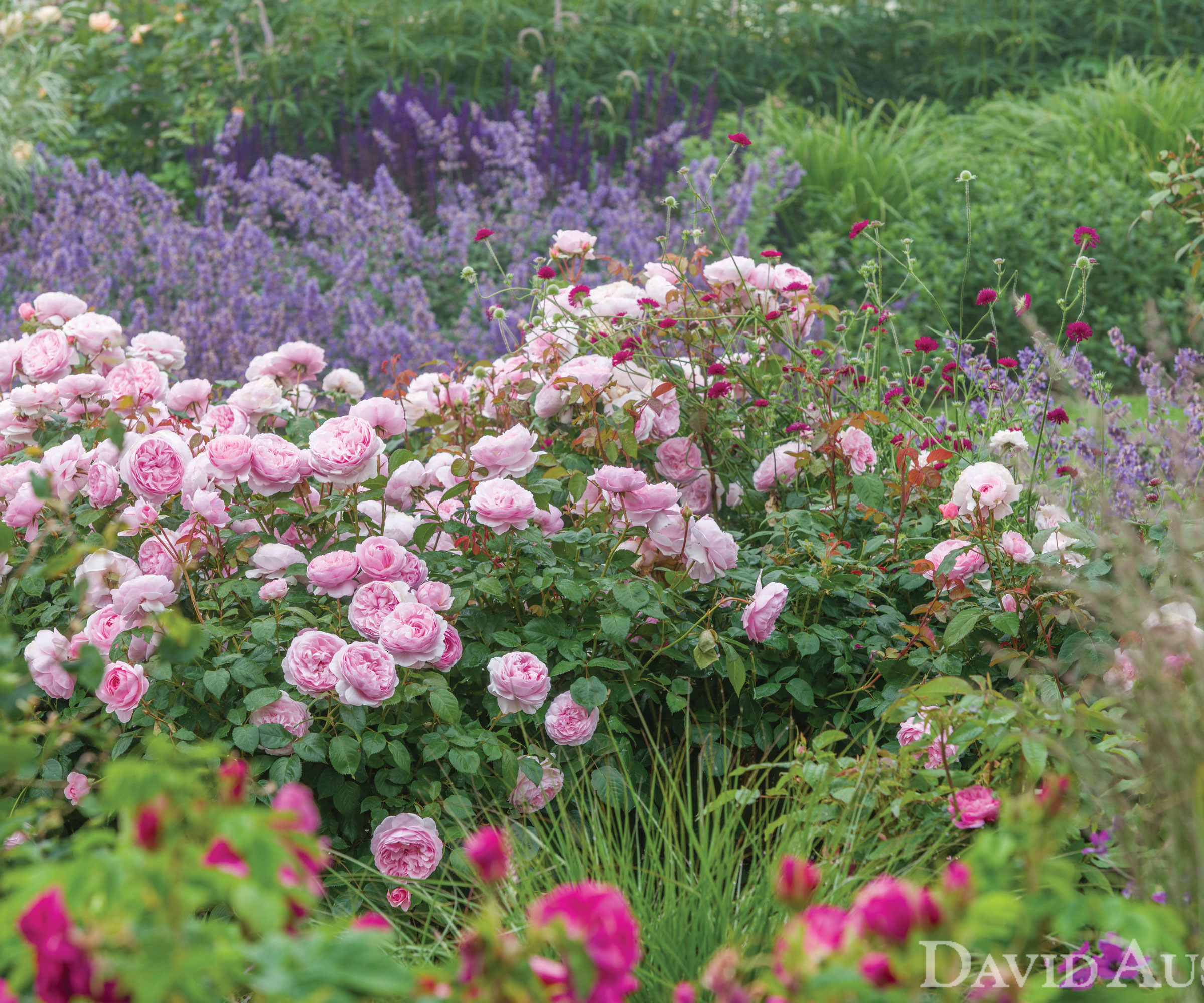 rose 'Olivia Rose Austin'