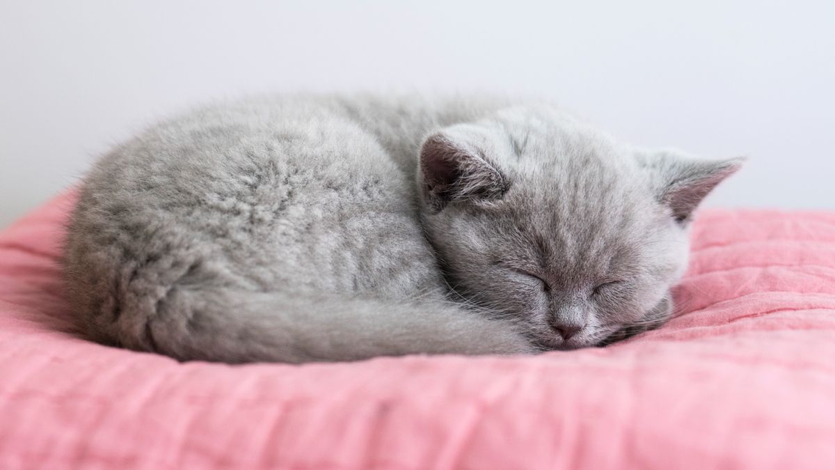 Do cats dream? What do they dream about? | PetsRadar