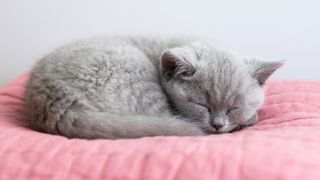 Grey kitten curled up fast asleep