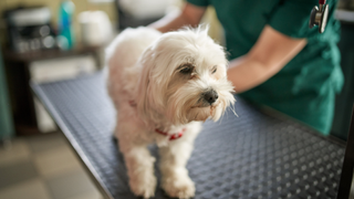 White maltese dog being examined by a vet on a table, one of the breeds prone to shaker syndrome in dogs