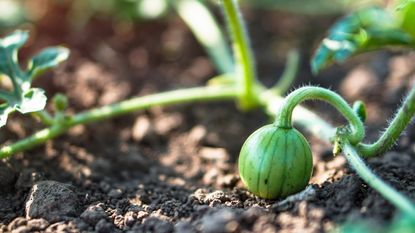 A young watermelon grows in a field.