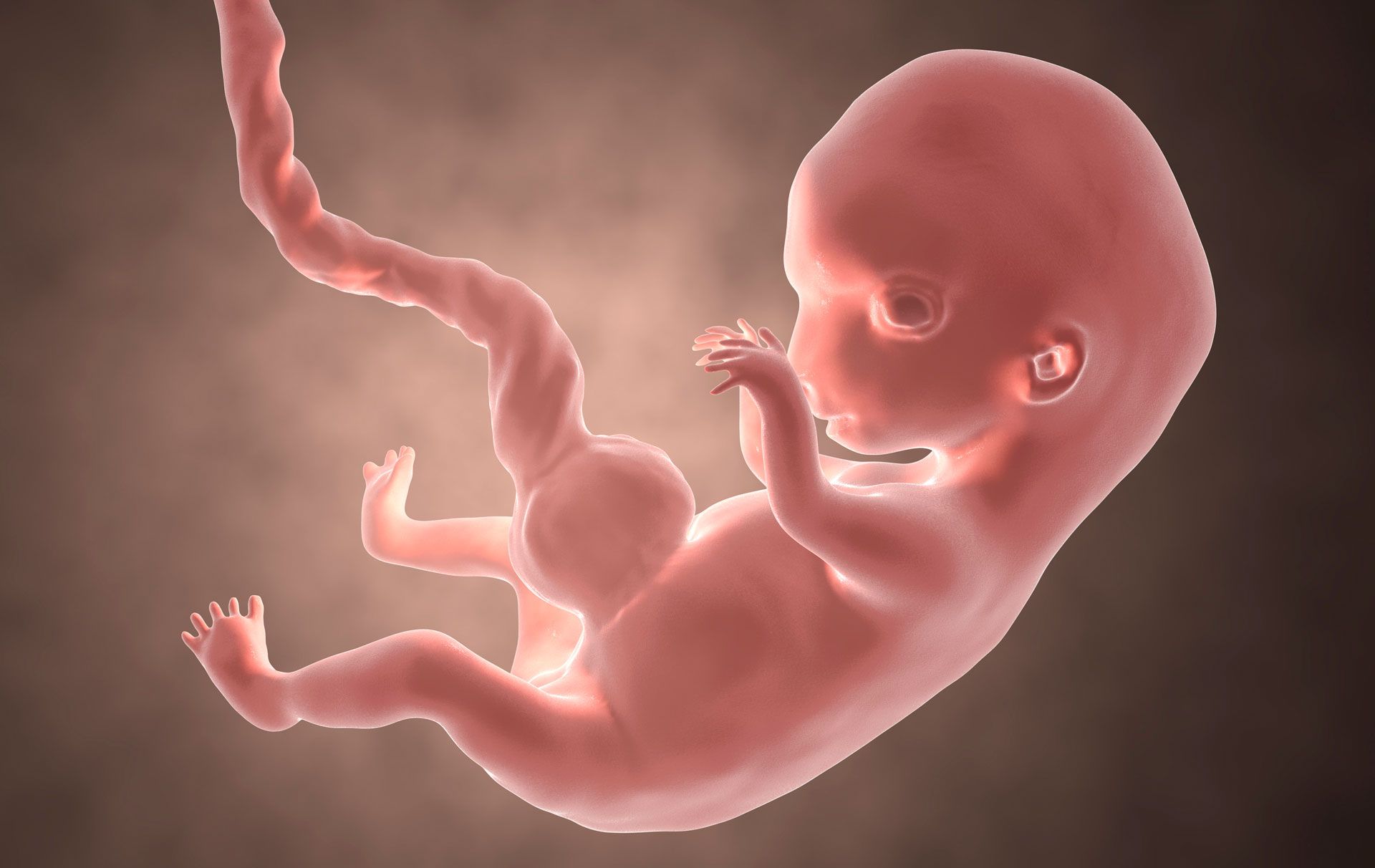 Как выглядит ребенок на 8 неделе. Эмбрион человека 10 недель.