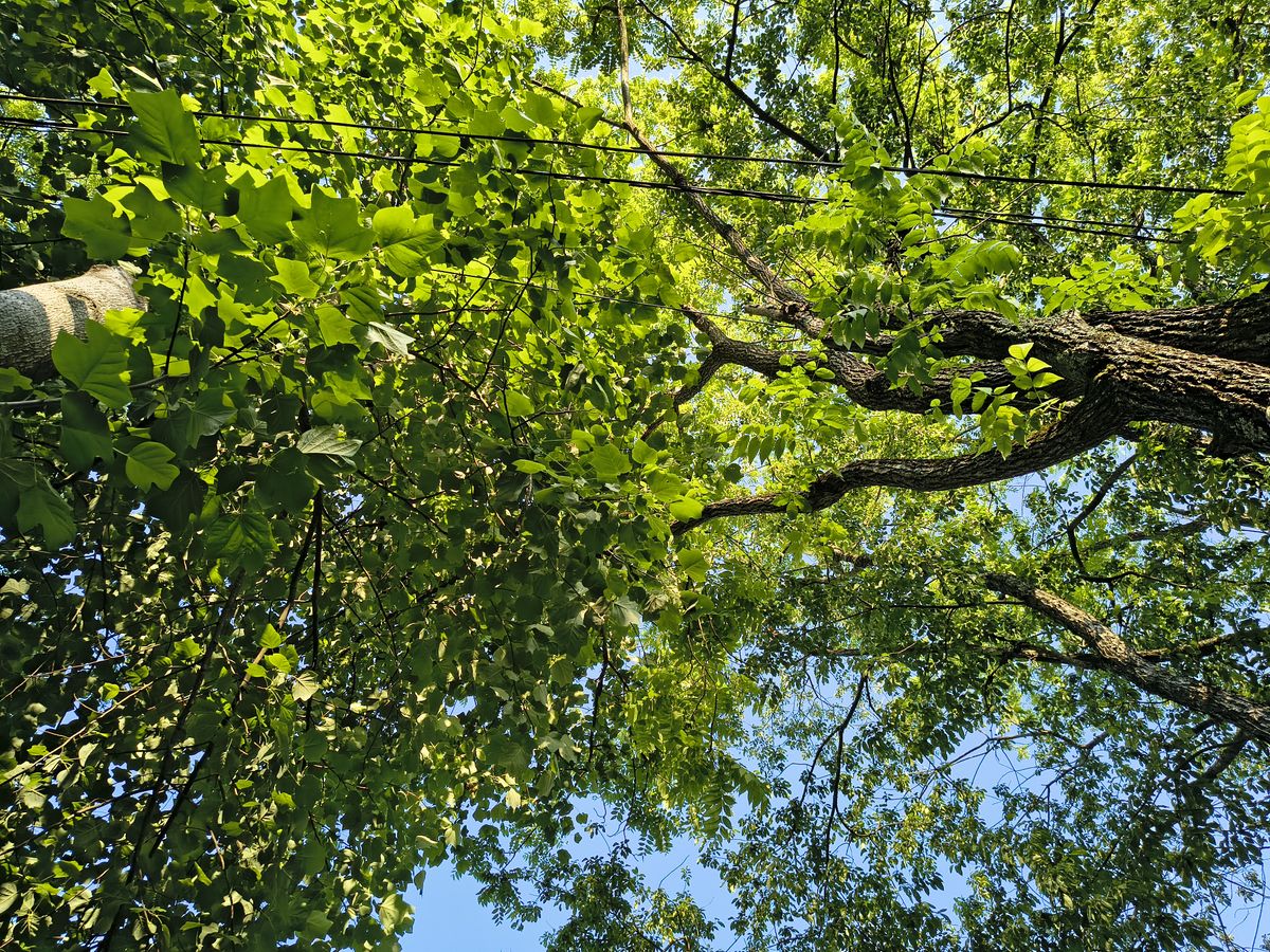 A camera sample from the Motorola Edge 2025