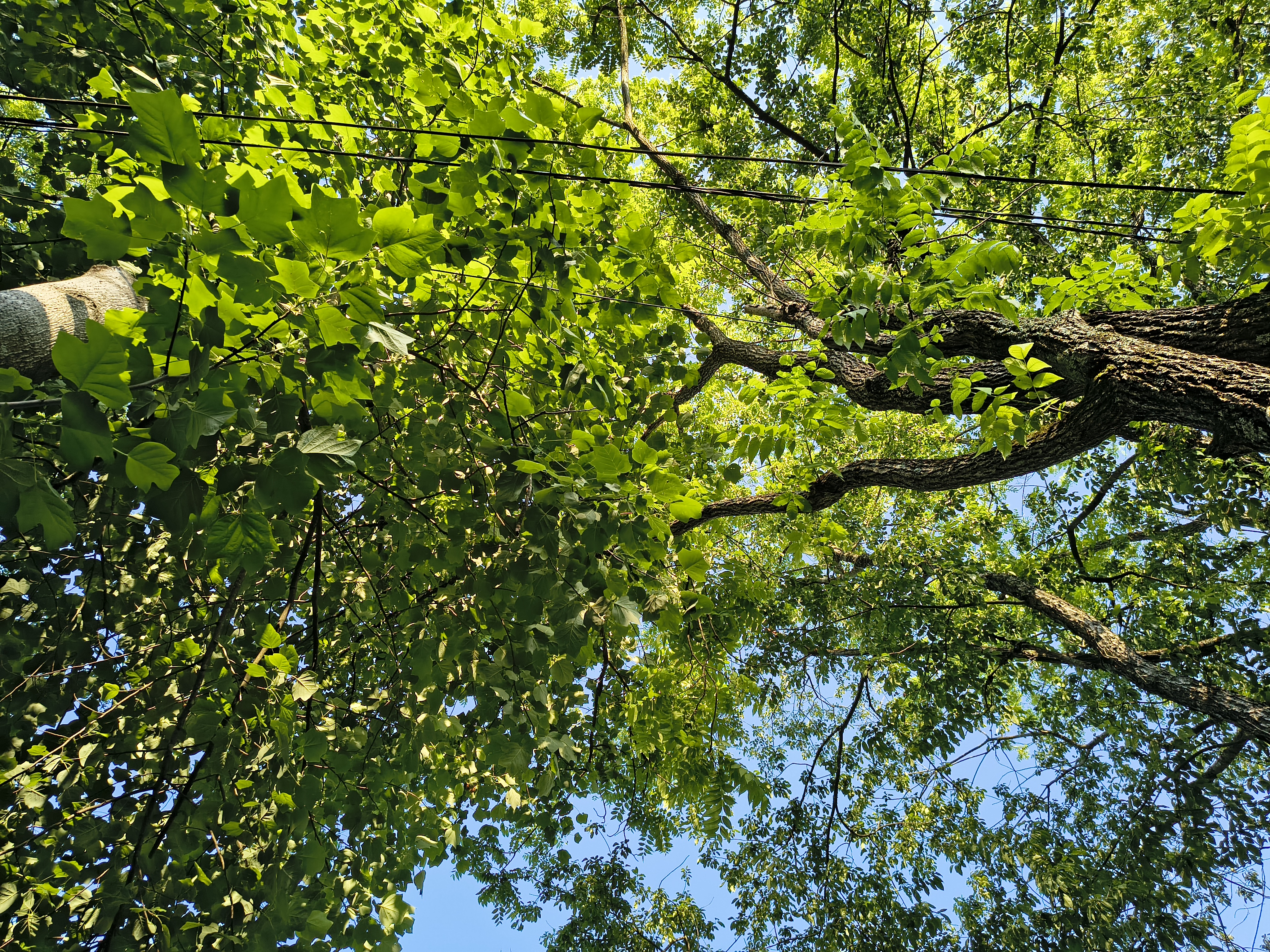 A camera sample from the Motorola Edge 2025