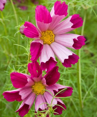 fluted red petals of Cosmos bipinnatus ‘Pied Piper Red’