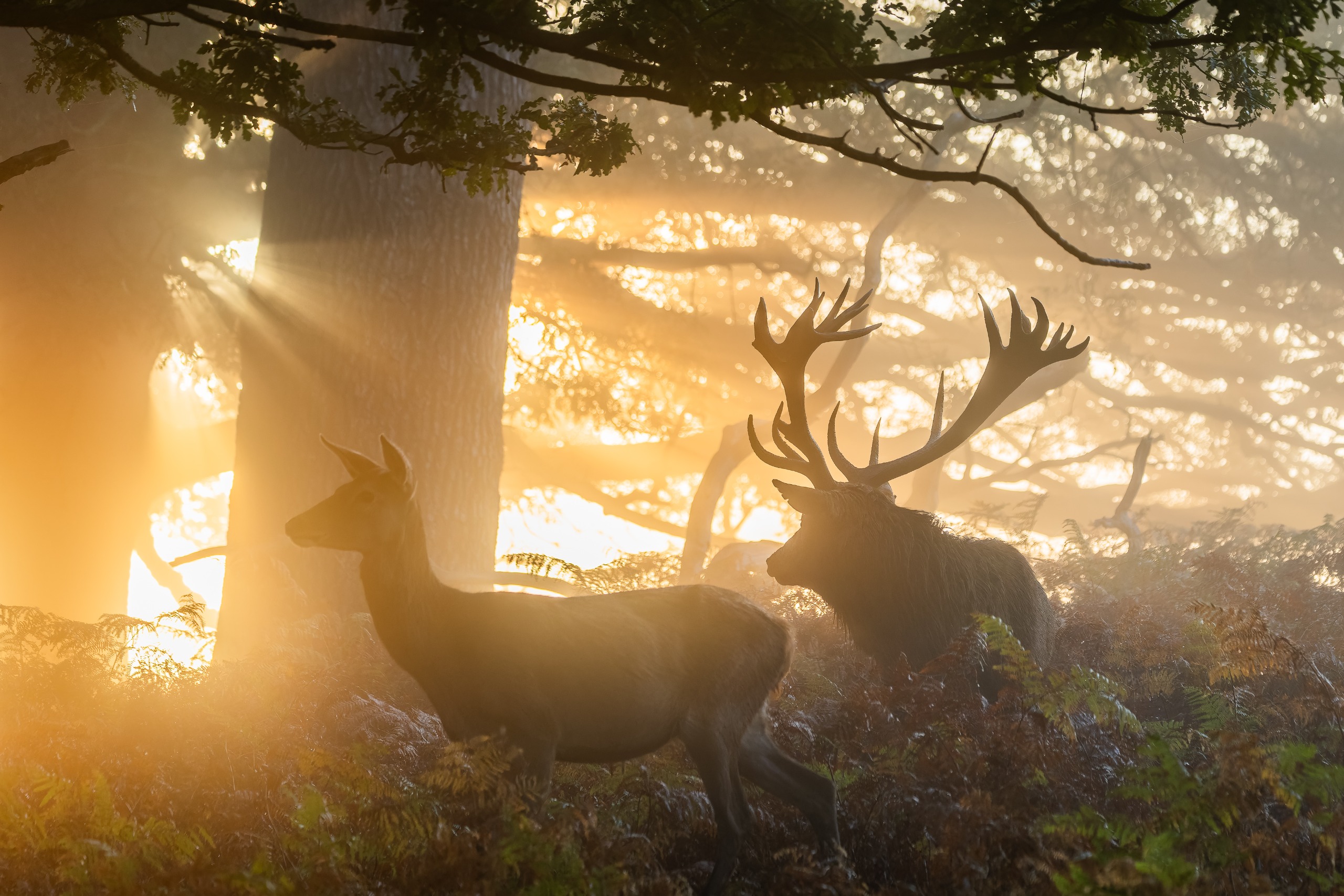 Red stag deer photographed in the fog at sunrise