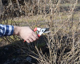 Pruning a gooseberry bush with secateurs