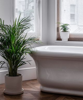 A white bathroom with a plant on the windowsill, a white curved bath tub, and a tall spiky plant in a white pot on the dark wooden floor