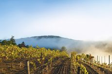 Sonoma Coast producers