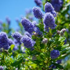 Ceanothus or California lilac flowering against blue sky