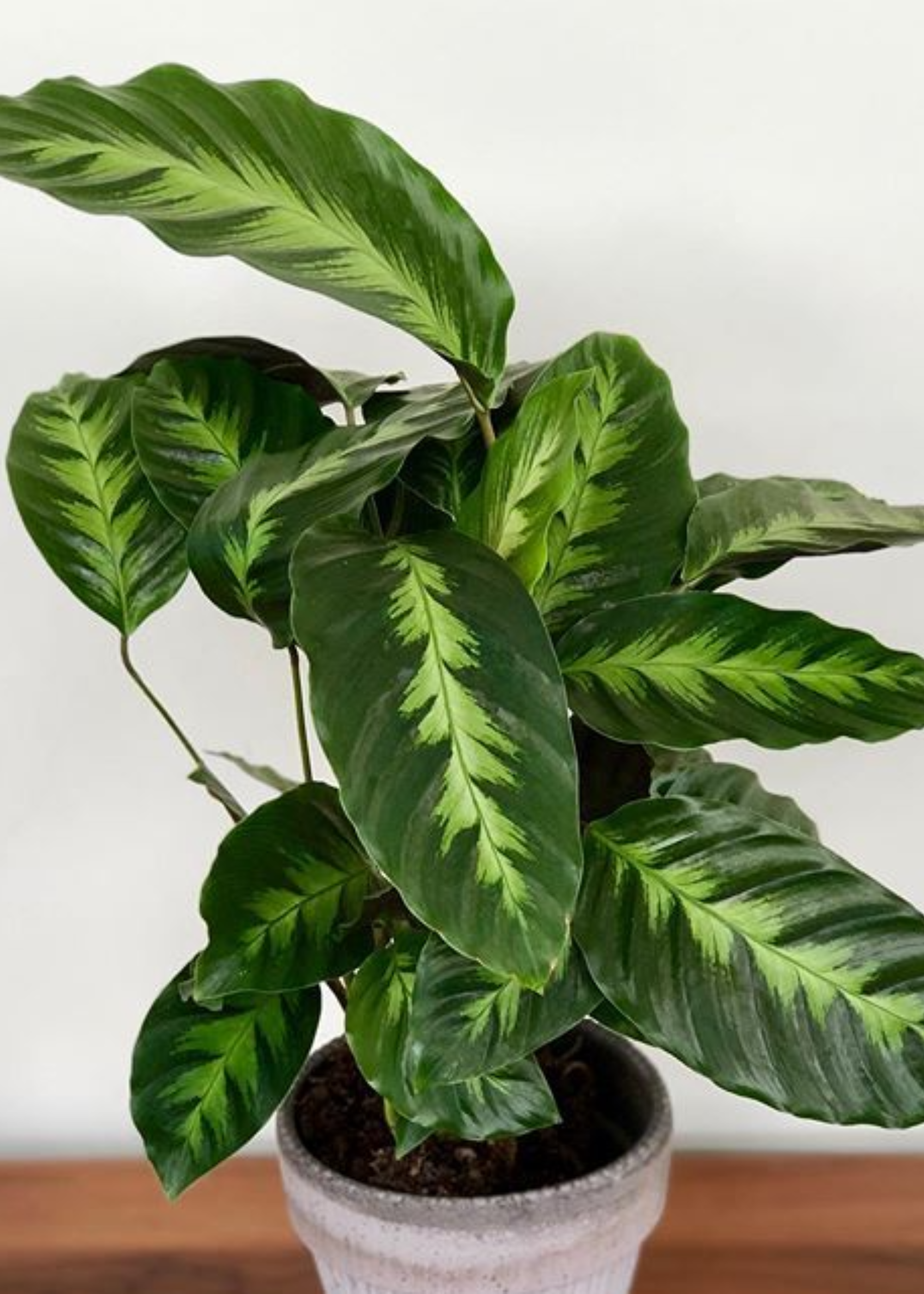 A close-up of a potted calathea misto
