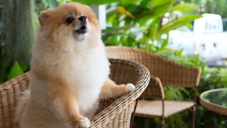 Pomeranian dog barking in chair