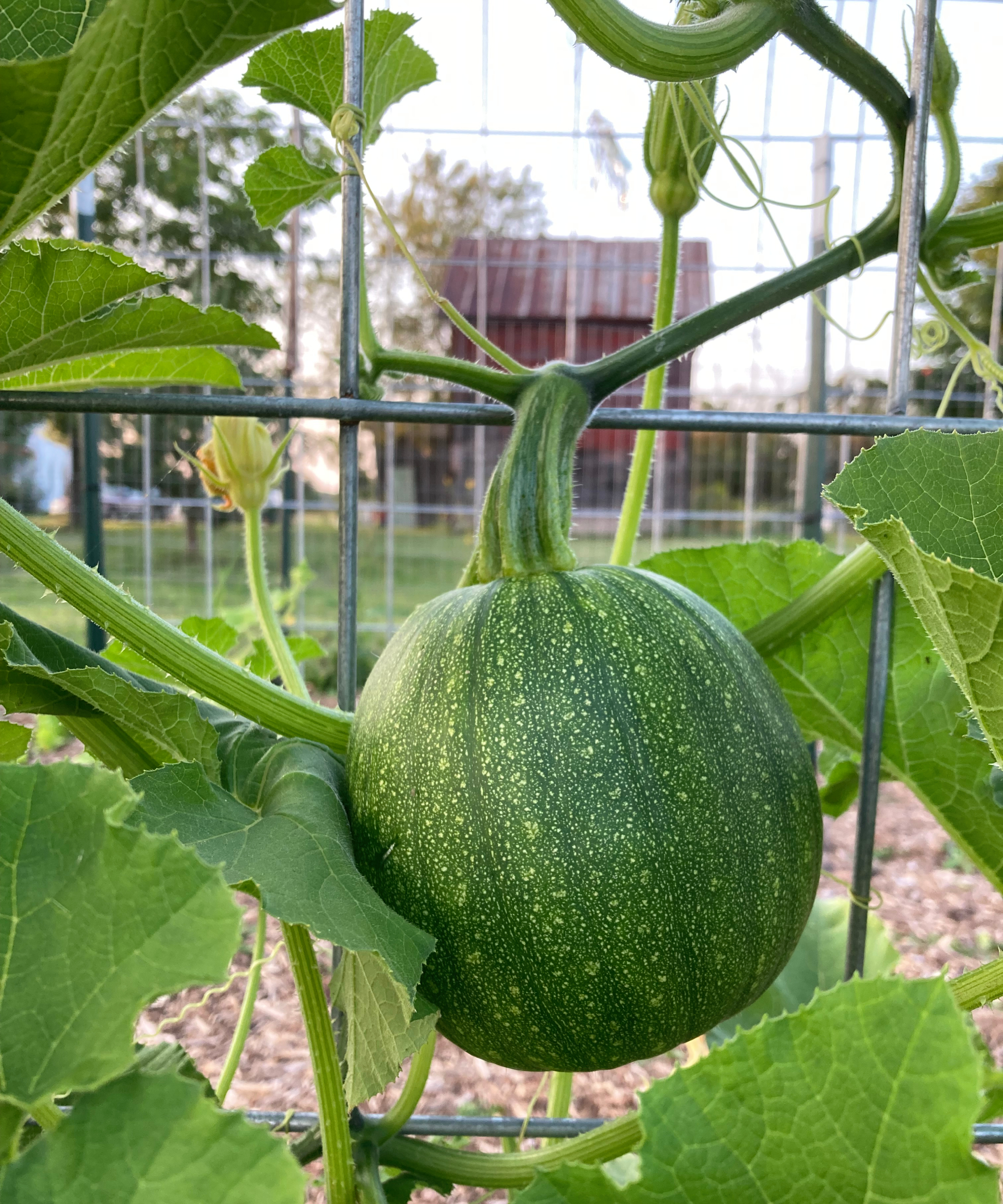 Pumpkin growing on trellis