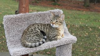 Savannah cat sitting outside
