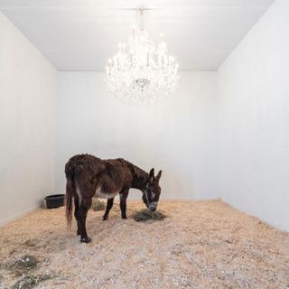 Donkey eating hay in room with chandelier hanging from ceiling