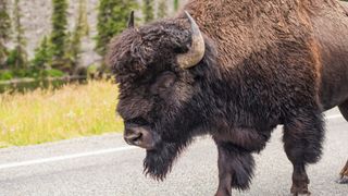 Male bison on road at Yellowstone National Pakr